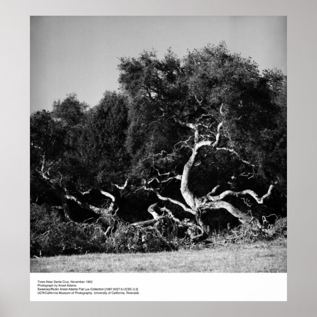 Trees Near Santa Cruz, 1962, by Ansel Adams Poster (Front)