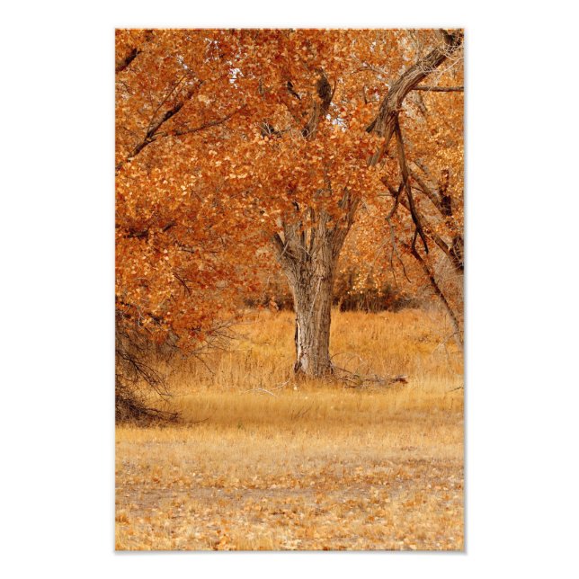 Trees of Gold Photo Print (Front)