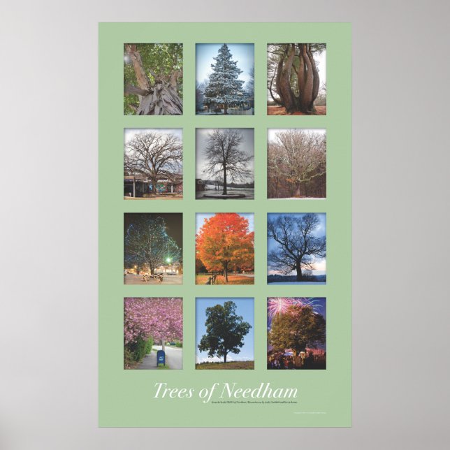 Trees of Needham 20"x32" Poster (Front)
