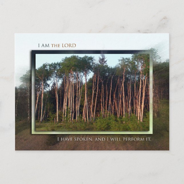 Trees of the Field Postcard (Front)