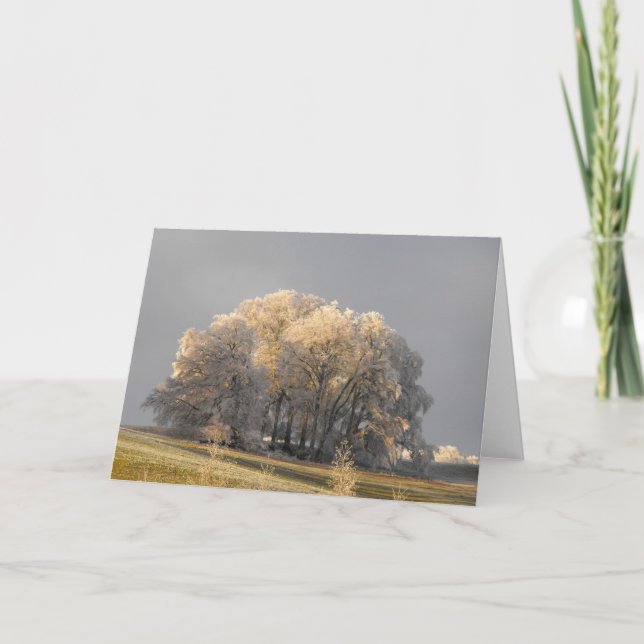 Trees on a frosty morning holiday card (Front)
