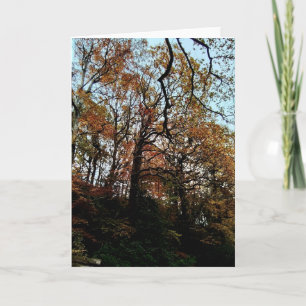 Trees , on the bank card