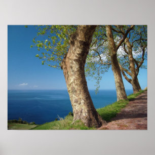 Trees overlooking the ocean poster