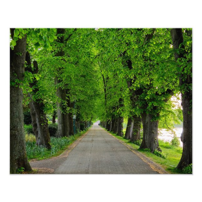 Trees  photo print (Front)
