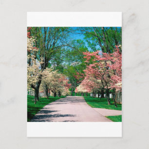 Trees Pink White Dogwood Lexington Kentucky Postcard