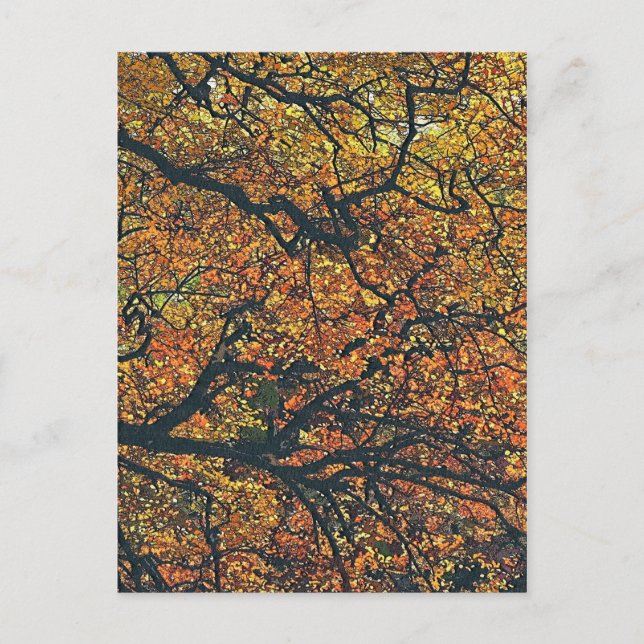 TREES POSTCARD (Front)