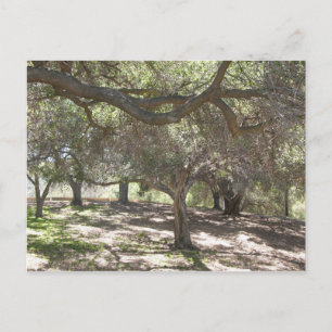 Trees - postcard
