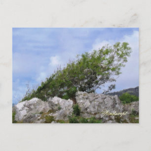 TREES POSTCARD
