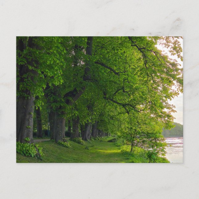 Trees  postcard (Front)