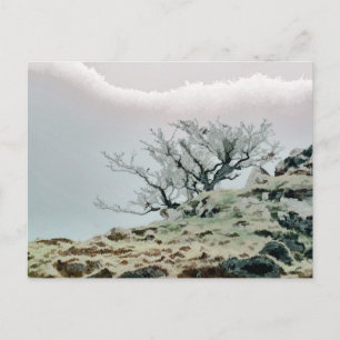 TREES POSTCARD