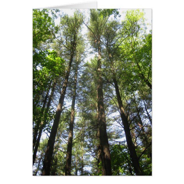 Trees reach for the sky (Front)