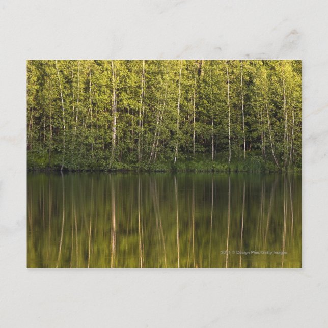 Trees Reflected In The Water Postcard (Front)