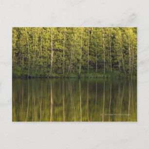Trees Reflected In The Water Postcard