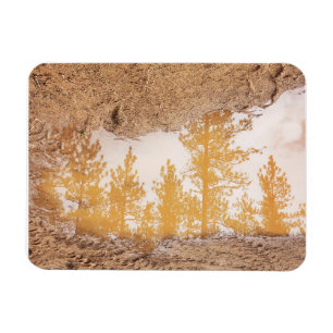 Trees reflecting in rain mud puddle water magnet