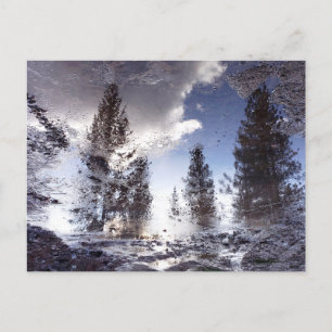 Trees reflecting in rain puddle water postcard