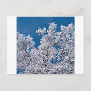 Trees Snow Branches Minnesota Postcard