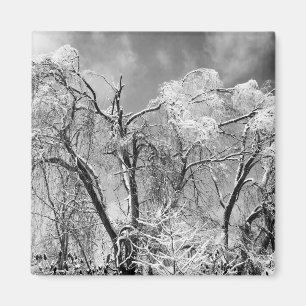 trees wear winter magnet