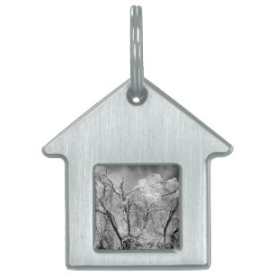 trees wear winter pet tag