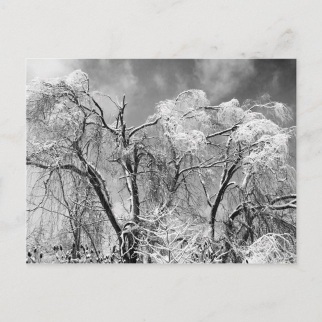 trees wear winter postcard (Front)