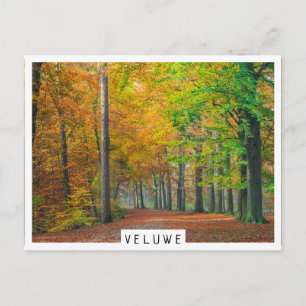 Trees with autumn foliage in a forest postcard
