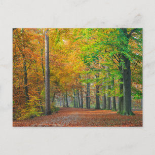 Trees with autumn foliage in a forest postcard