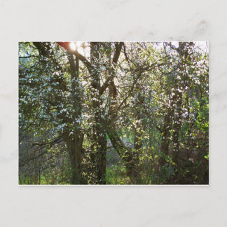 Trees with Spring Blossoms Postcard