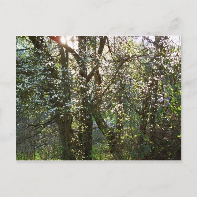 Trees with Spring Blossoms Postcard (Front)