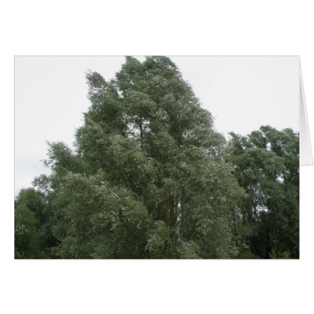 Treetops Greeting Card (Front Horizontal)