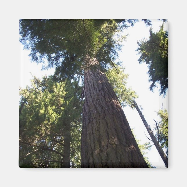 Treetops. Magnet (Front)