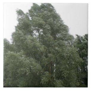 Treetops Tile