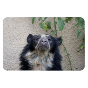 Tremarctos ornatus - Brillenbär Magnet