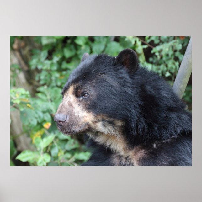 Tremarctos ornatus poster (Front)