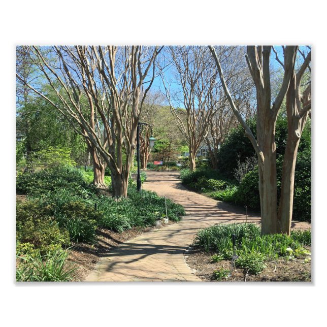 Tremendous Tree lined walkway Photo Print (Front)