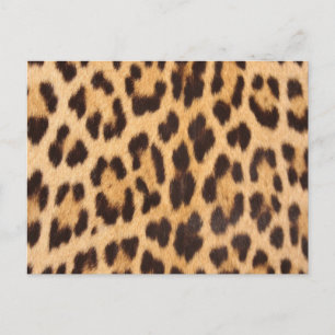 trendy girly chic wild safari leopard print postcard
