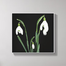 Trendy modern minimalist snowdrop flower fine art 