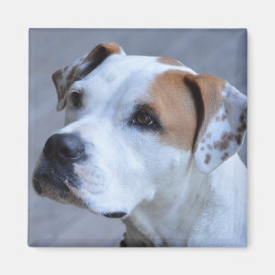 Trendy Personalised Pet Photo Magnet