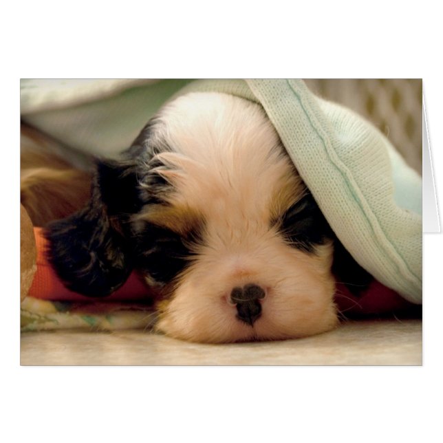Tri Cavalier under blanket (Front Horizontal)