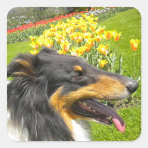 Tri Collie N the Tulips Stickers
