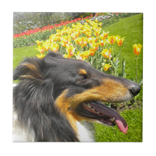 Tri Collie N the Tulips Tile Trivet (Front)
