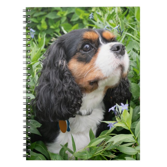 Tri Color Cavalier King Charles Spaniel Dog Notebook (Front)