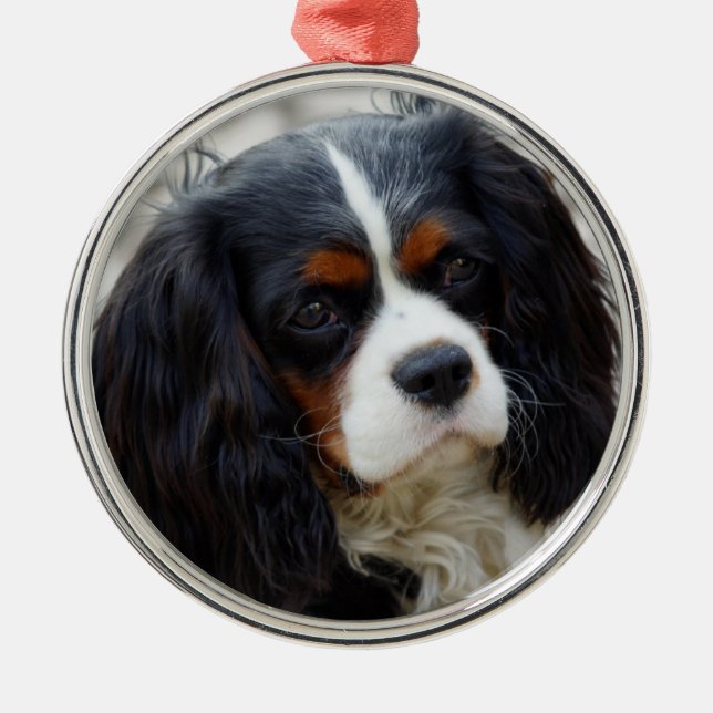 Tri Colour Cavalier King Charles Spaniel Ceramic O Metal Ornament (Front)