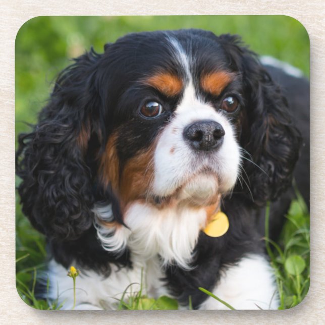 Tri Colour Cavalier King Charles Spaniel Dog Coaster (Front)