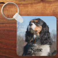 Tri Colour Cavalier King Charles Spaniel Dog