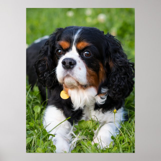 Tri Colour Cavalier King Charles Spaniel Dog Poster (Front)