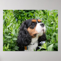 Tri Colour Cavalier King Charles Spaniel Dog