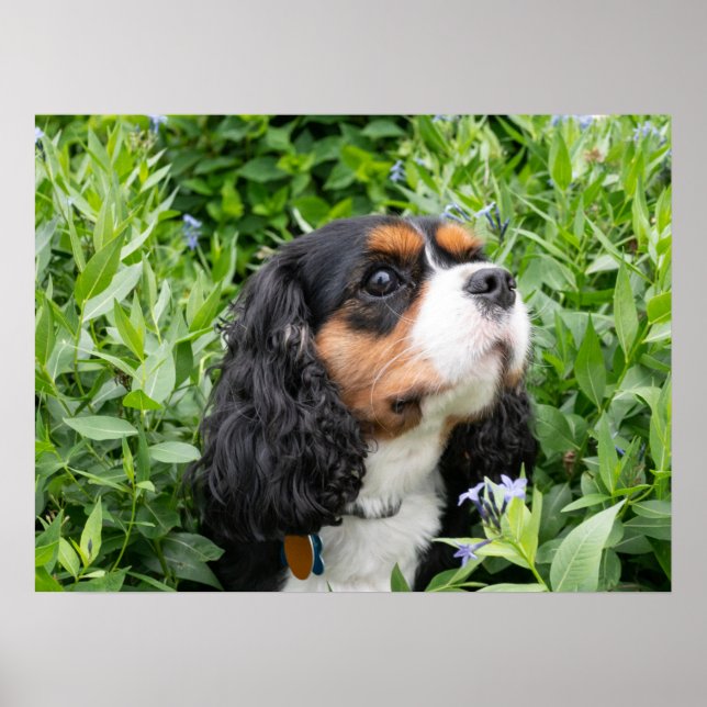 Tri Colour Cavalier King Charles Spaniel Dog Poster (Front)