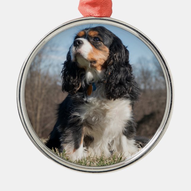 Tri Colour Cavalier King Charles Spaniel Metal Ornament (Front)