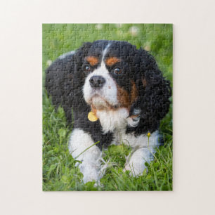 Tri Colour Cavalier King Charles Spaniel Puppy Dog Jigsaw Puzzle