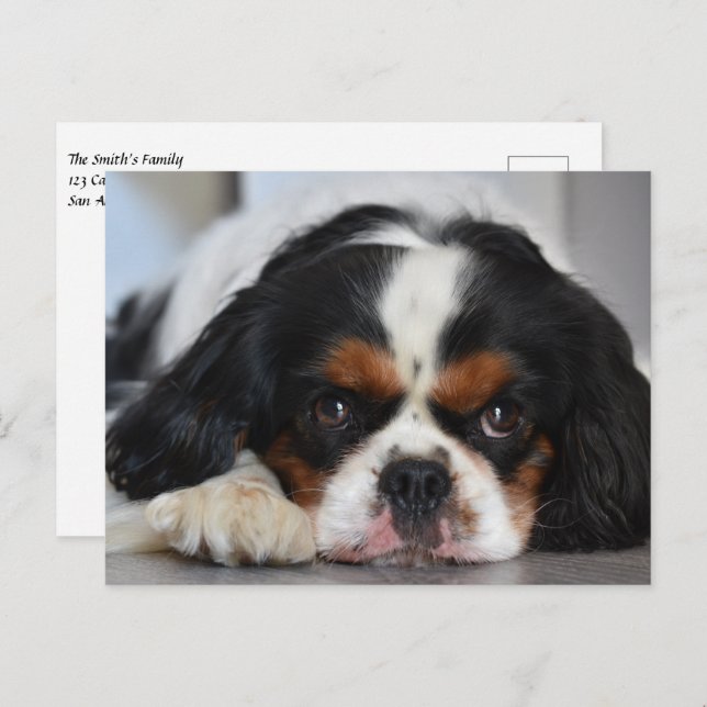 Tri Colour Cavalier King Charles Spaniel Puppy Dog Postcard (Front/Back)