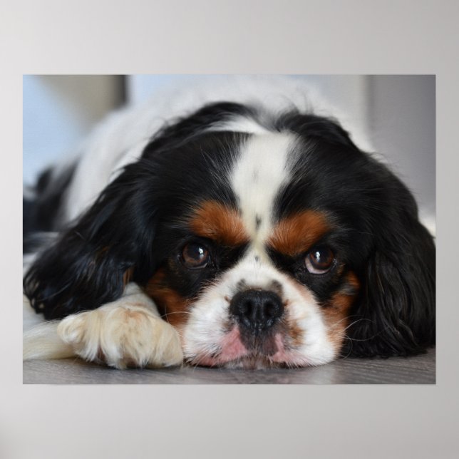 Tri Colour Cavalier King Charles Spaniel Puppy Dog Poster (Front)